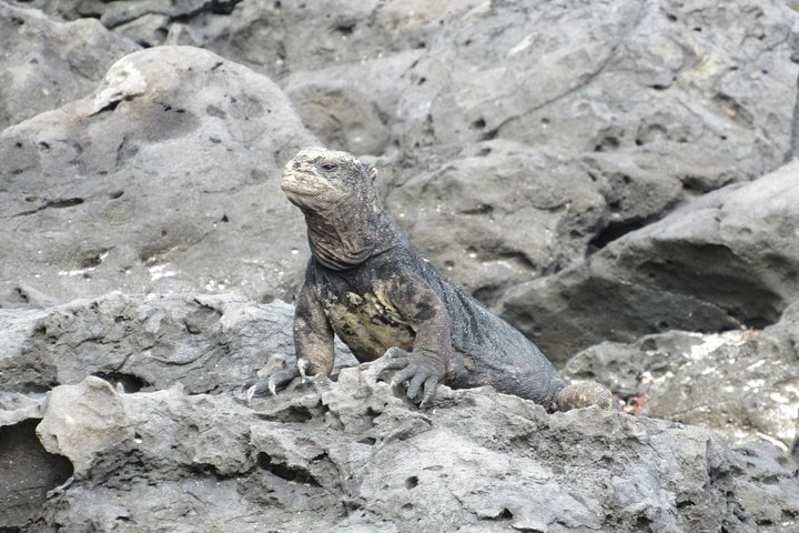 GALÁPAGOS IDEAL (3 días) - imagen #3