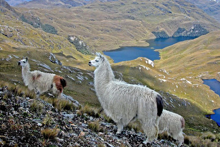 Excursión privada de pesca de día completo desde Cuenca - imagen #5