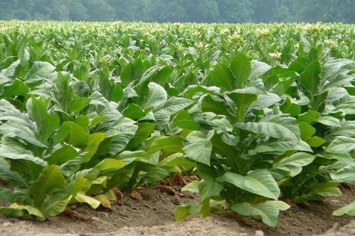 Tobacco Route Full Day Tour from Salta - imagen #3