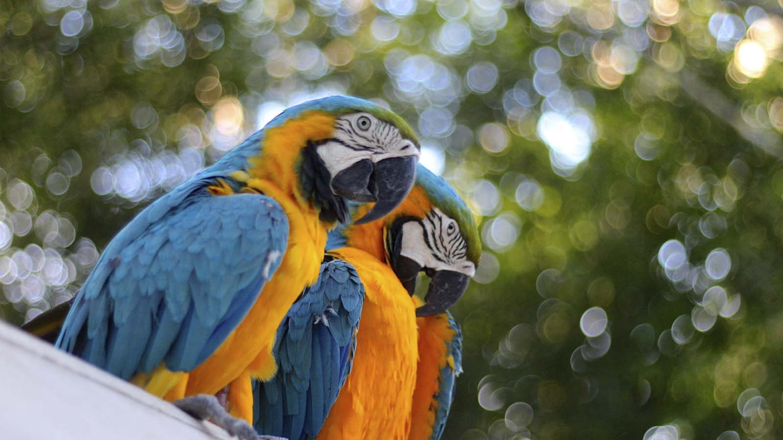 Iqu-01: Amazon Safari - Expedición de día completo por la selva - imagen #13