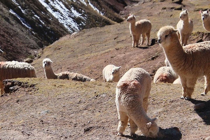 Palccoyo Rainbow Mountain Trek Day Tour in Cusco - imagen #6