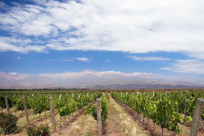 Private Tour: Full-Day Altamira Road Agritourism Experience from Mendoza - imagen #6