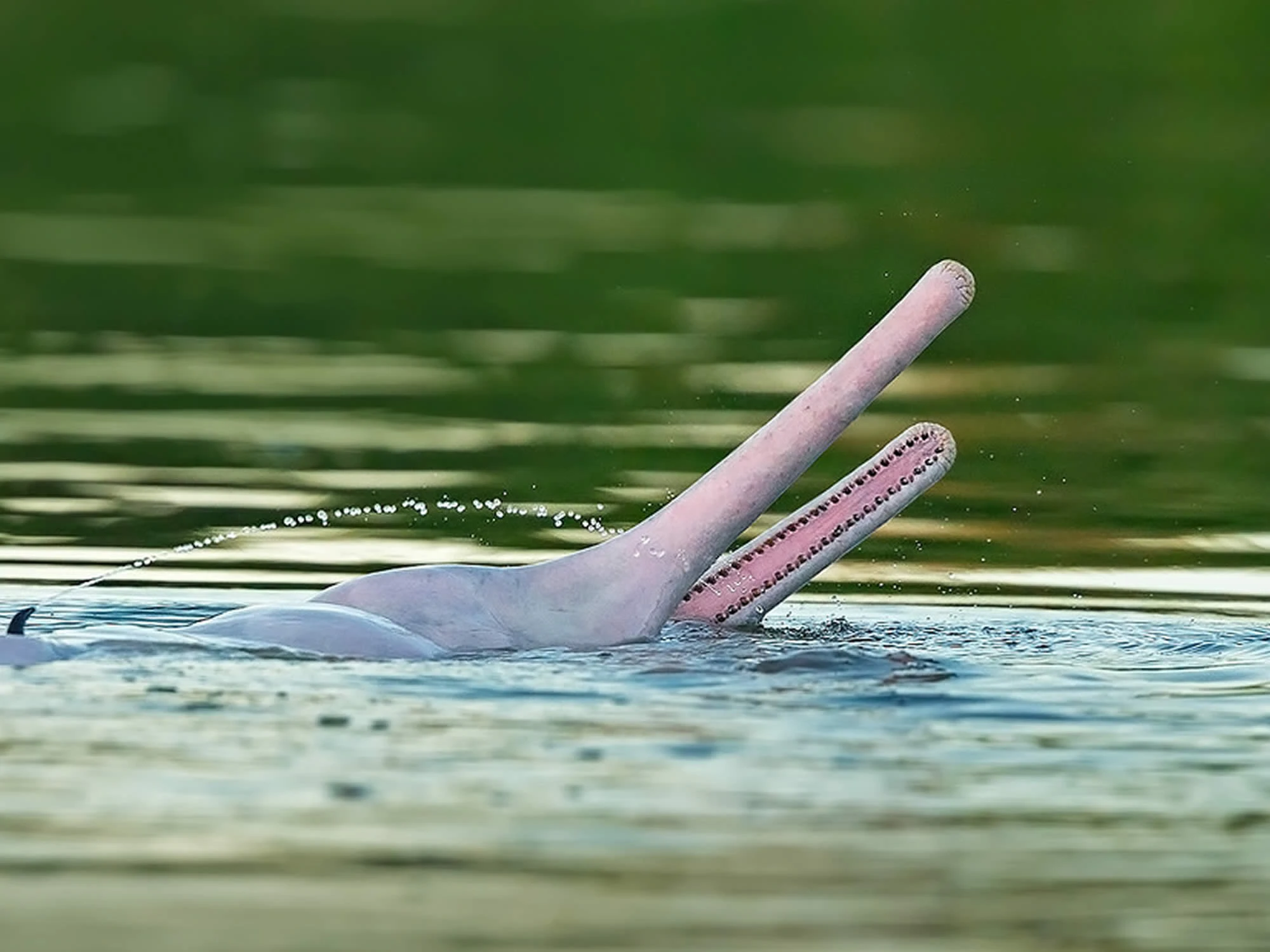 BO-RUR-01: Rurrenabaque | Excursión para observar la fauna amazónica | 3 días/2 noches: Pampas y fauna - imagen #16