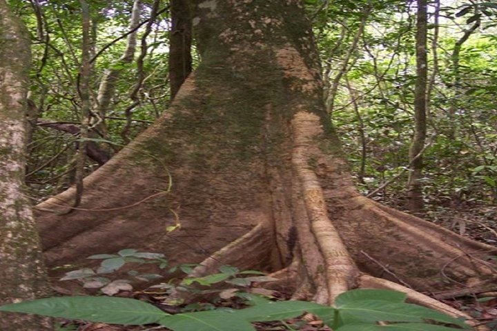 Lodge in the Jungle of Pacaya Samiria 3 Day Tour in Iquitos - imagen #7
