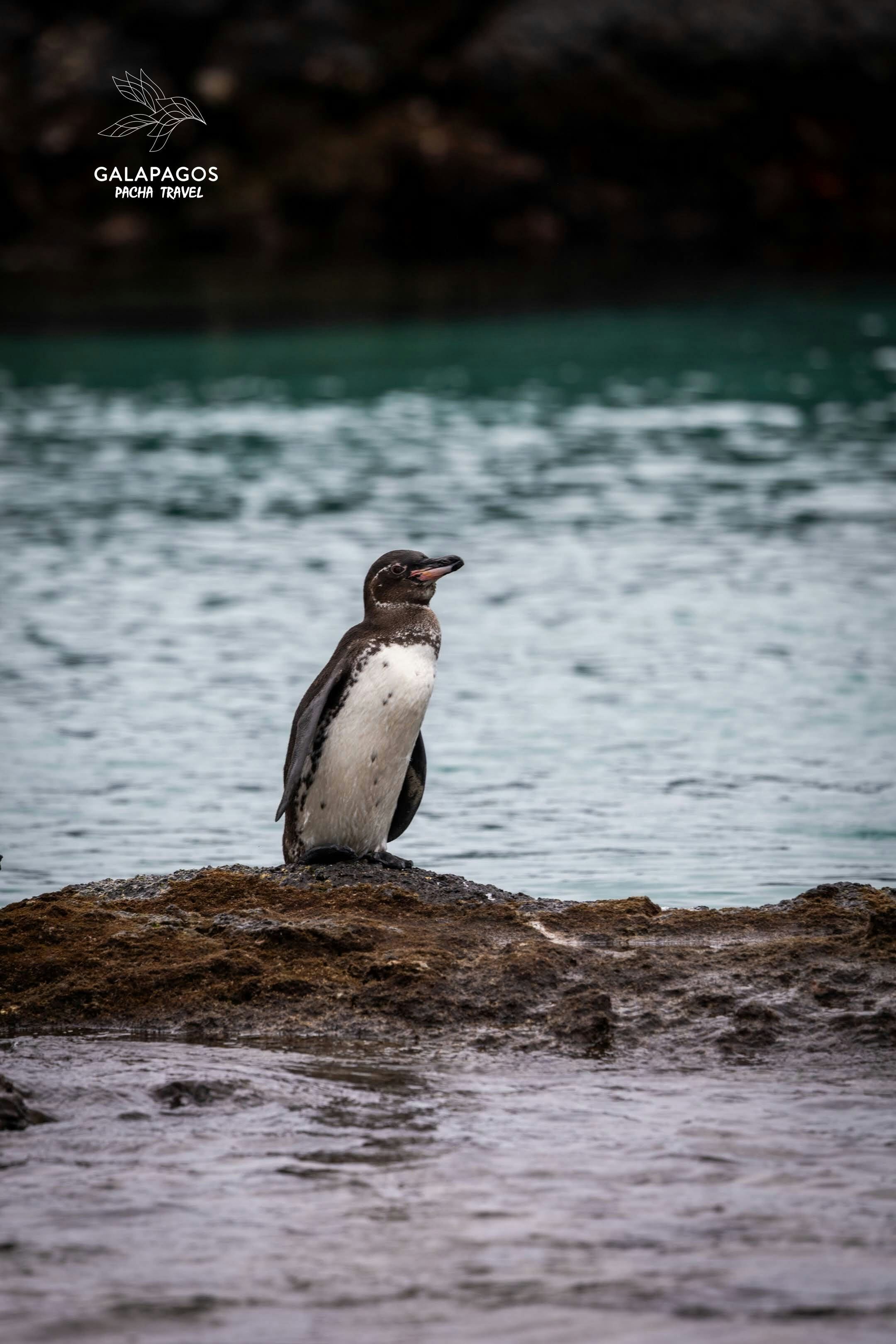 Snorkel Tintoreras Bay - Isabela - imagen #3