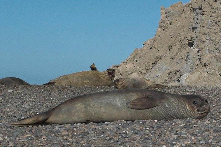 Full Day Tour to Punta Ninfas from Puerto Madryn - imagen #3