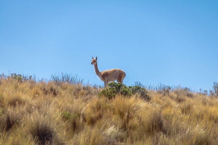 3-Day Escape to Salta: Purmamarca & the Salt Flats - imagen #10