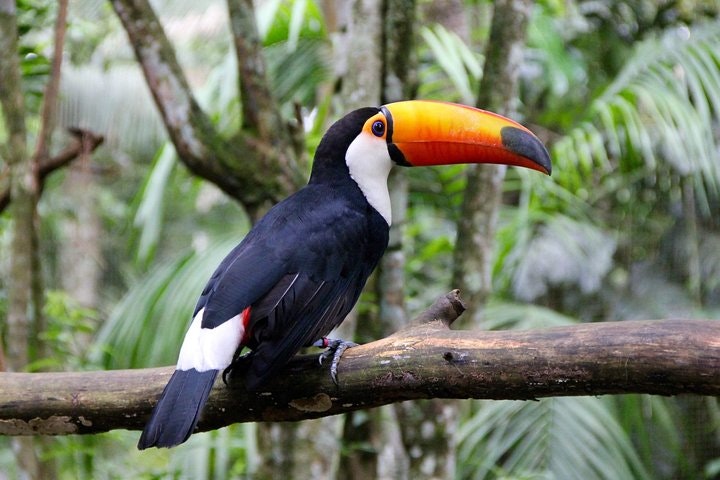 Jungle Fly: Adventure at the Jungle in Iguazu - imagen #4