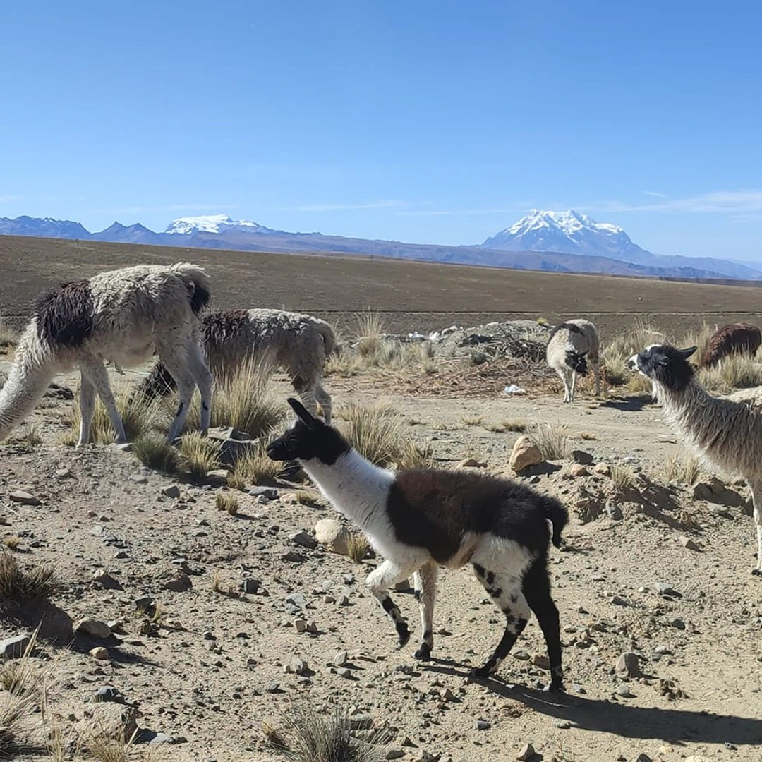 BO-PAZ-04: La Paz | Excursión al monte Chacaltaya y al Valle de la Luna - imagen #6