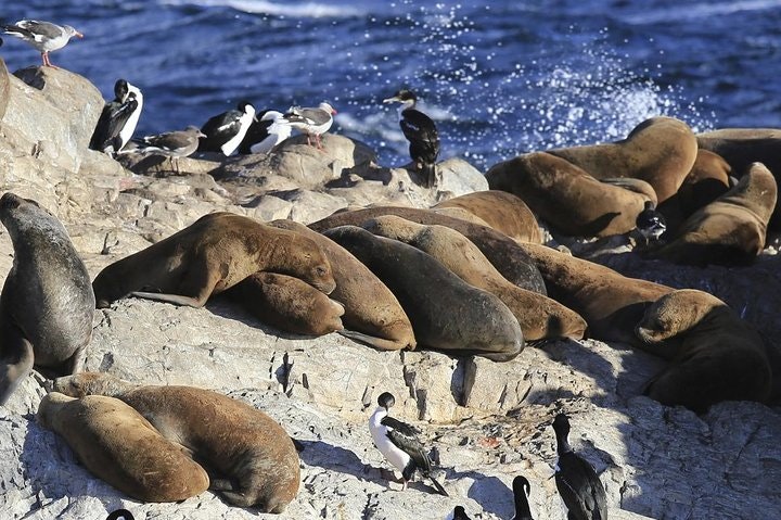 Beagle Channel and Sea Lions Island Catamaran Cruise - imagen #2