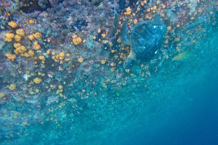 Día completo en Kicker Rock - imagen #7