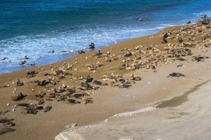 4-Day Tour to Puerto Madryn by Air from Buenos Aires - imagen #8