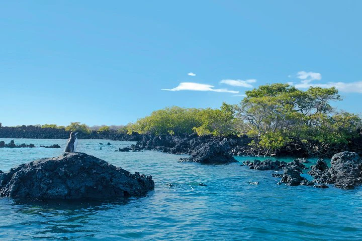 Galápagos: recorrido de 9 días por Santa Cruz, Isabela y San Cristóbal - imagen #6