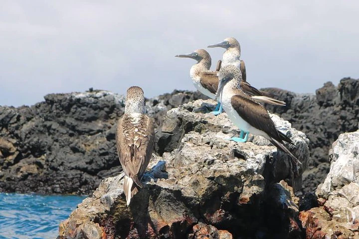 Excursión a la bahía de Tintoreras desde la isla Isabela - imagen #2