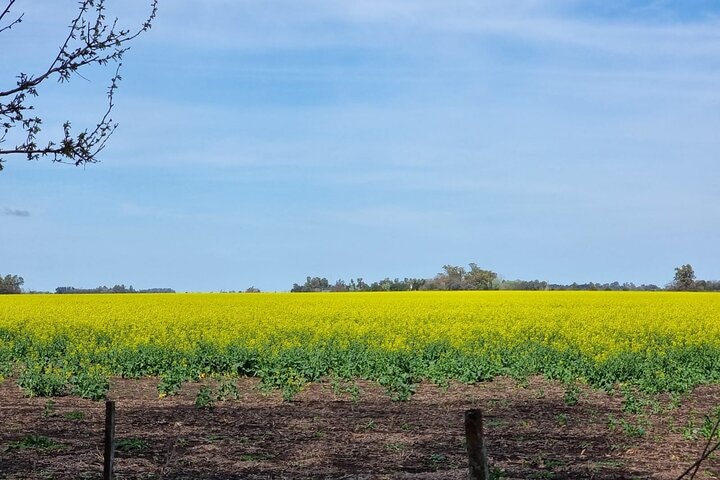 Horseback Riding Experience in Carlos Keen - imagen #21