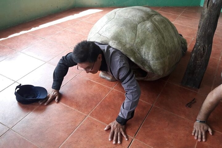Transfer Airport-hotel in Galapagos Santa Cruz with visit to Giant Tortoises - imagen #6