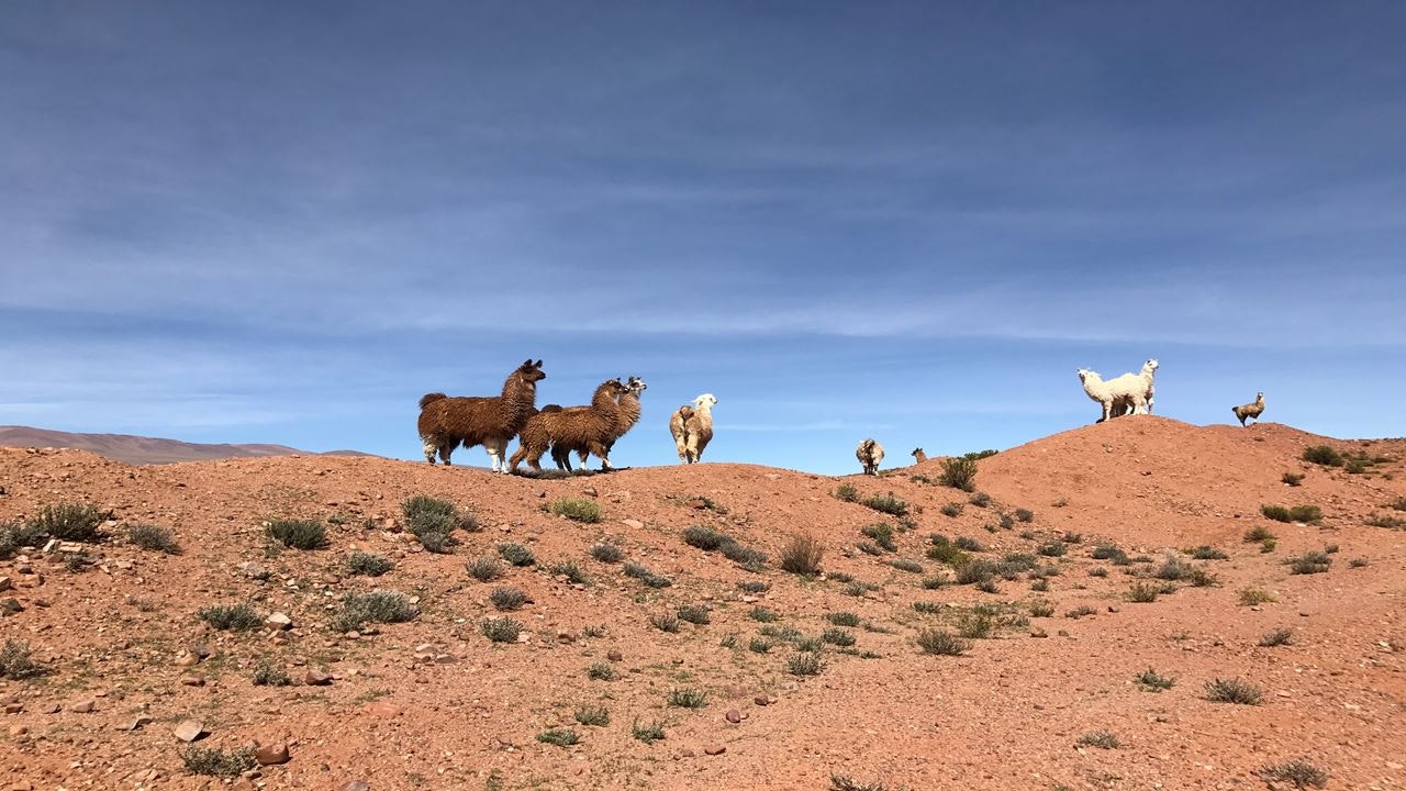 Private Tour: Full-Day Train to the Clouds Experience from Salta - imagen #11
