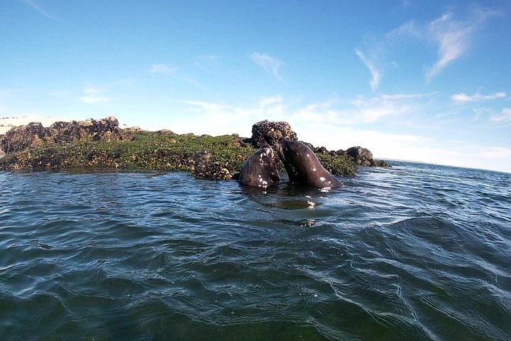 Snorkeling with Sea Lions in Puerto Madryn - imagen #5