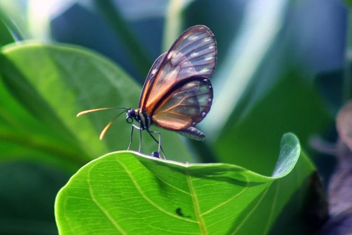 Excursión «Encuentro con la fauna silvestre en Mindo» desde Quito - imagen #3