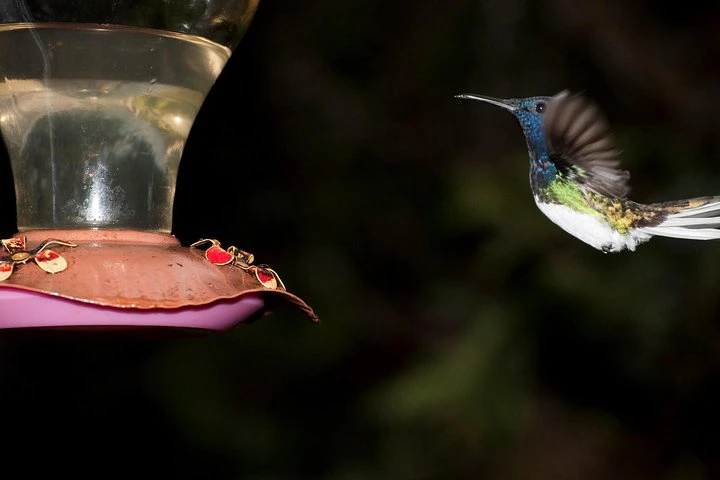 Excursión «Encuentro con la fauna silvestre en Mindo» desde Quito - imagen #2