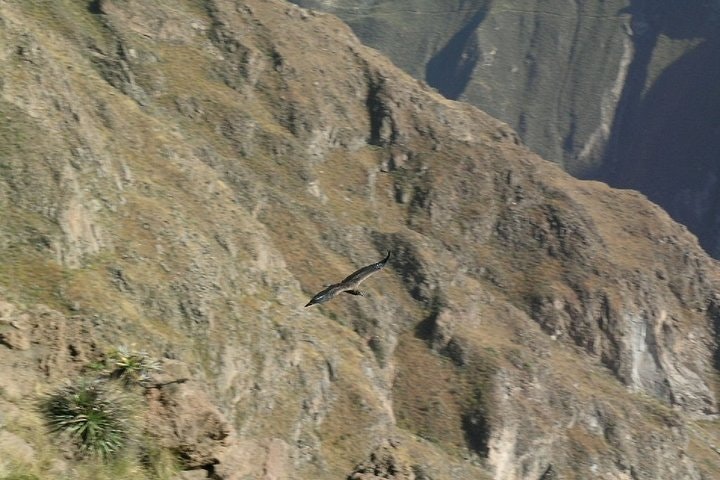 2-Day Colca Canyon Classic Tour - imagen #6