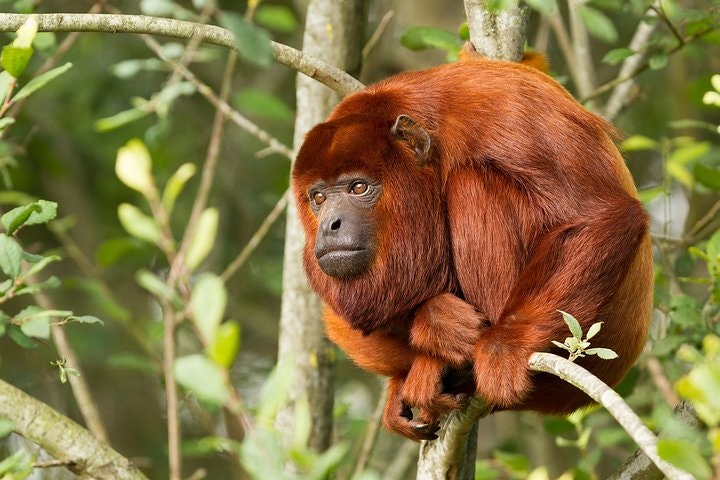 4-Day Puerto Maldonado Rainforest Tour - imagen #2