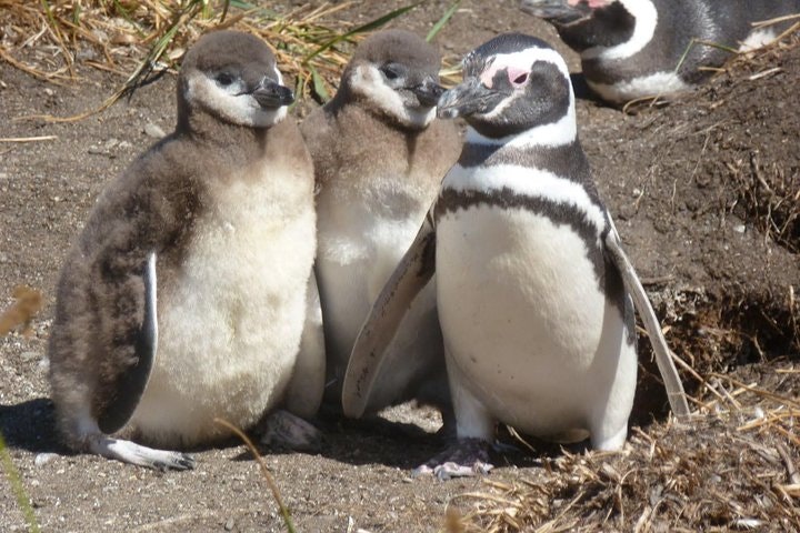 Tierra del Fuego Eco-Adventure: Beagle Channel Canoeing, Penguin Colony and Gable Island - imagen #2
