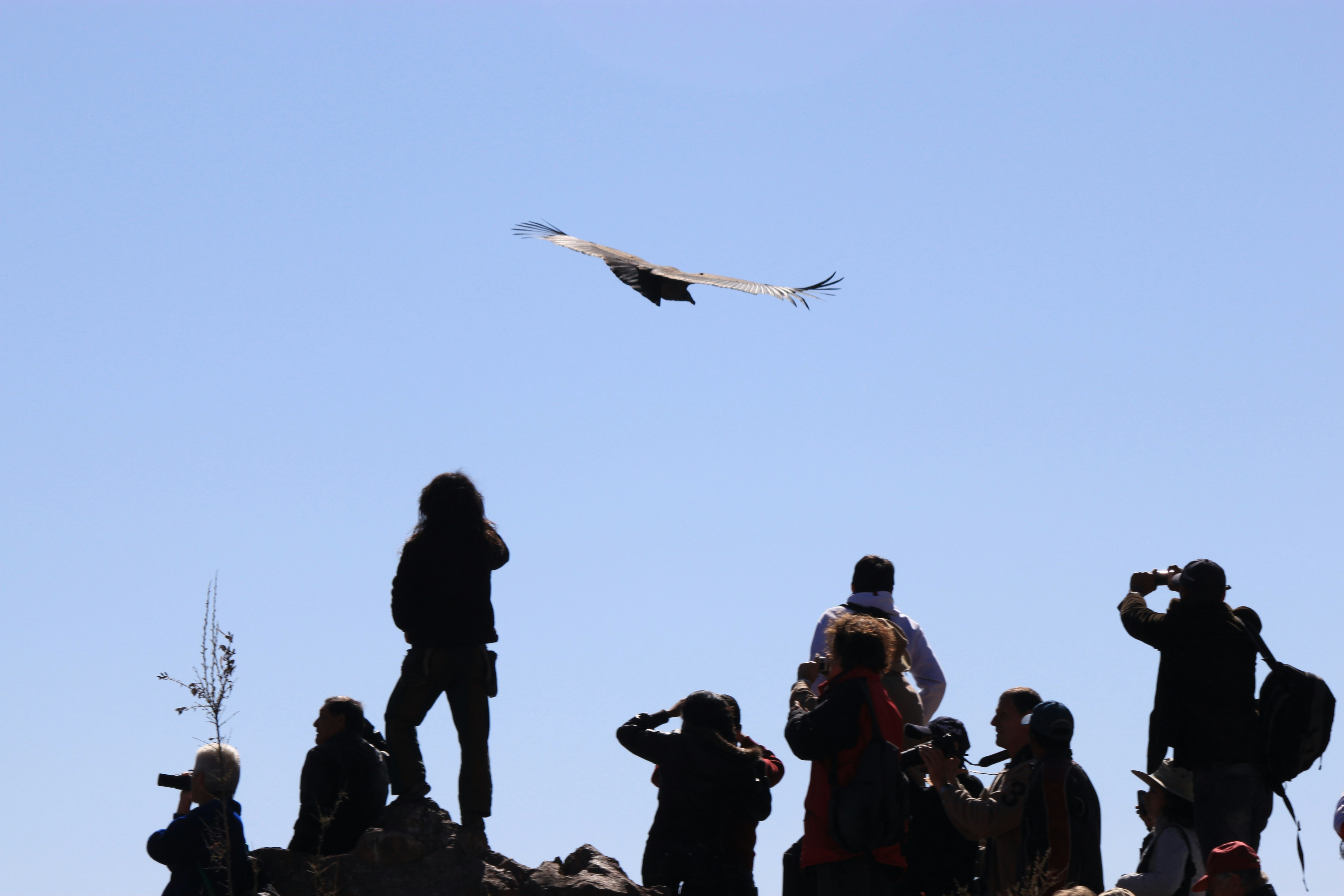 2-Day Flight of Condor on Colca Canyon from Arequipa - imagen #11