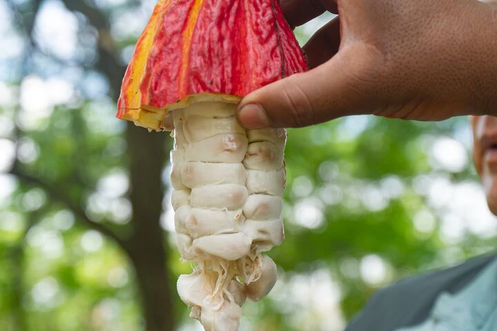 Cacao Farm Excursion Day Trip from Guayaquil - imagen #16