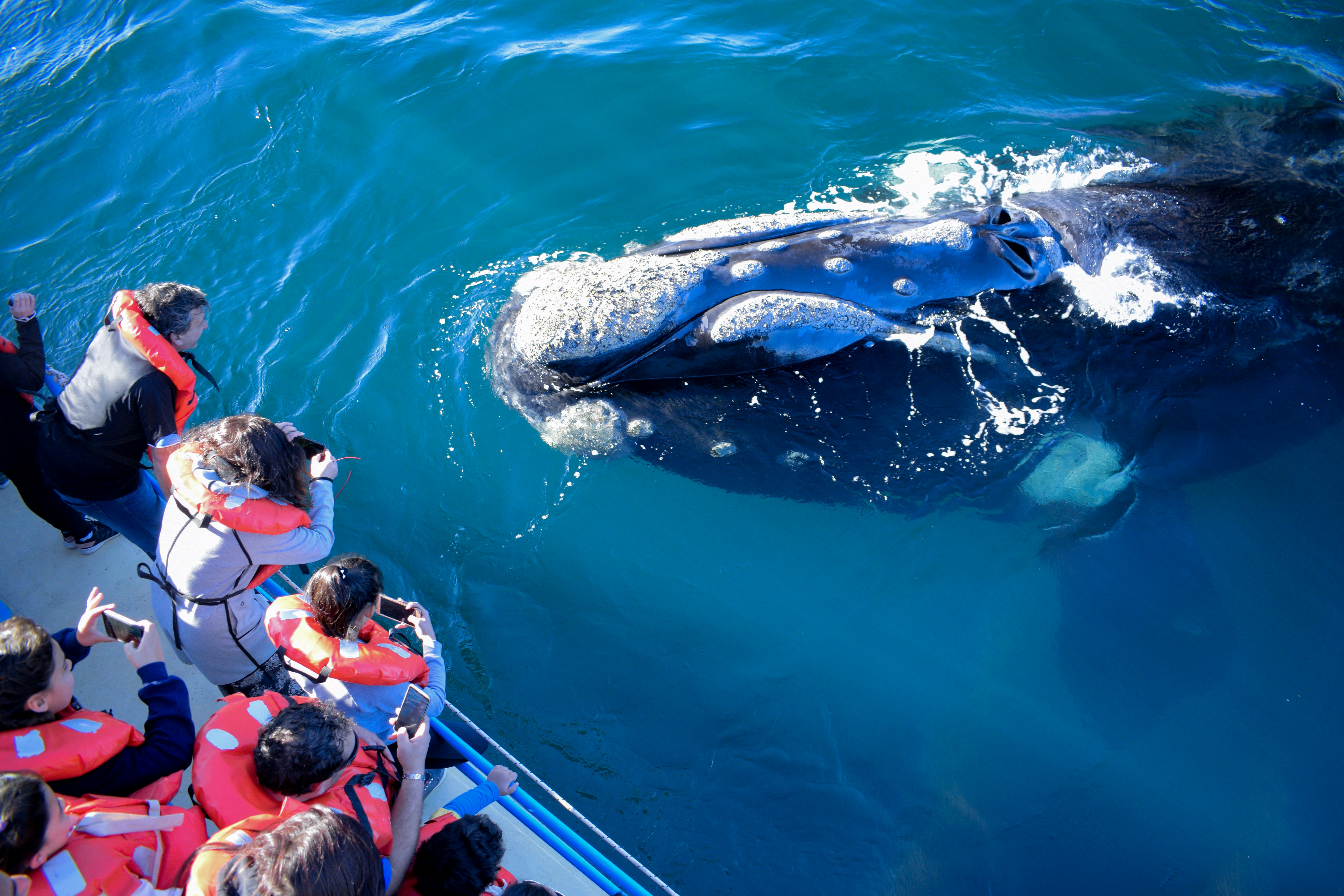 Tum-02 : Whale Watching - Majestic Whales Expedition - imagen #8