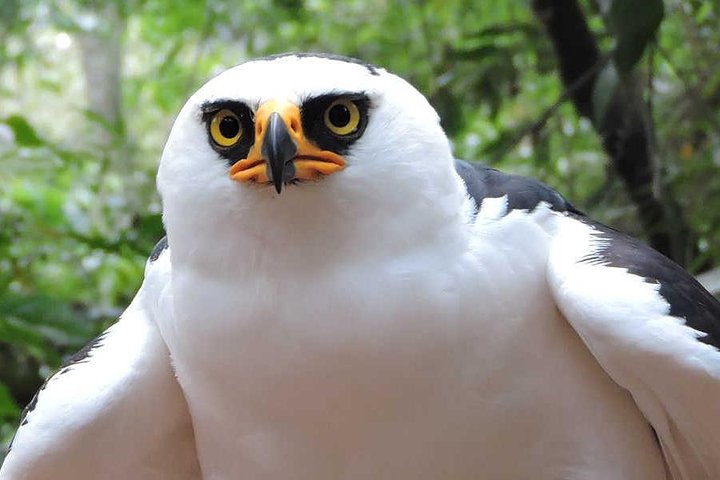 Guira Oga Wild Animals Shelter Admission Ticket