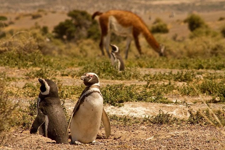 Punta Tombo Penguin Colony from Puerto Madryn with Toninas Watching - imagen #7