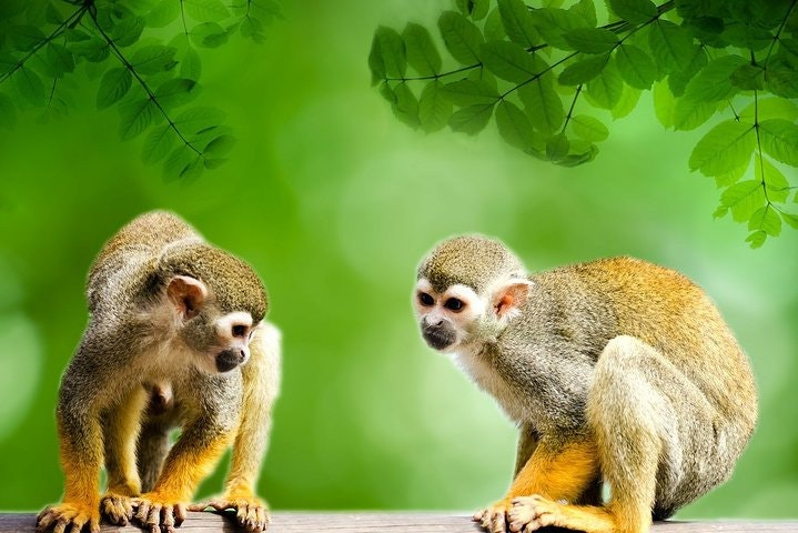 Unique Amazon Sustaintable Comunities Encounter in Ecuador - imagen #3