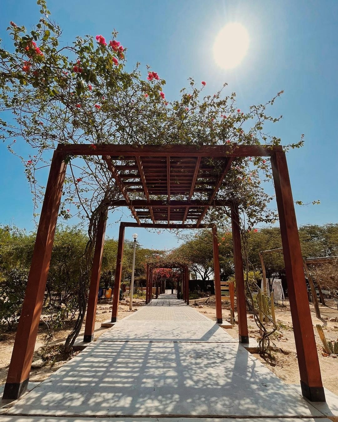 Chi-01 : Túcume s Enigmatic Pyramids and Pomac Rainforest - imagen #7