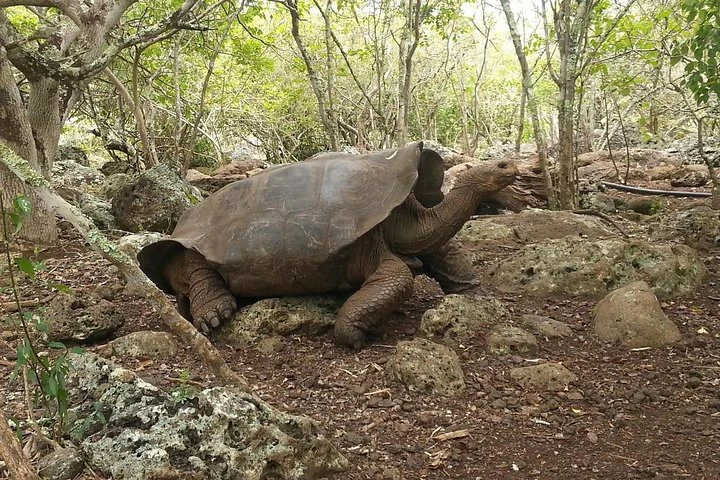 Galápagos: 4 días explorando la isla de San Cristóbal - imagen #8