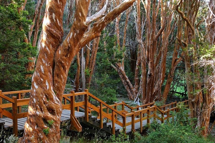 Nahuel Huapi Lake Cruise with Victoria Island and Arrayan Forest Walk - imagen #4