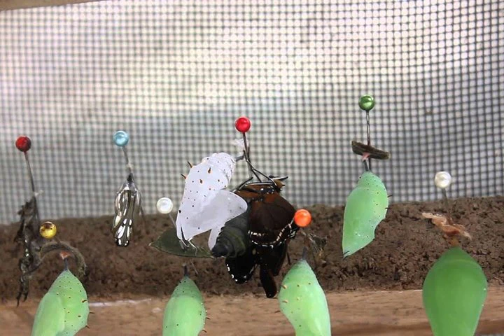Excursión «Encuentro con la fauna silvestre en Mindo» desde Quito - imagen #4