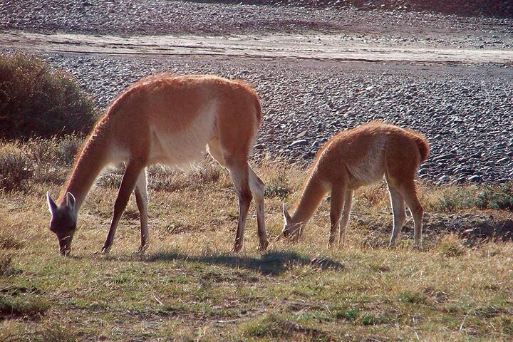 5-Day Tour Glaciers of Patagonia from Puerto Natales - imagen #2