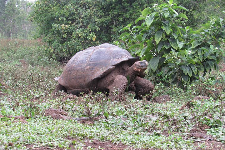 ISLAS GALÁPAGOS (7 DÍAS) - imagen #6