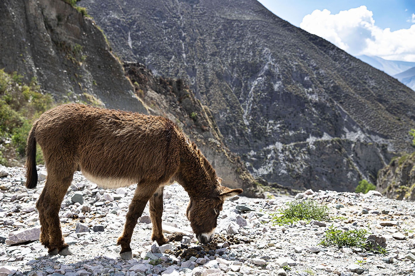Humahuaca Gorge and Iruya 2 Days Journey from Salta - imagen #11