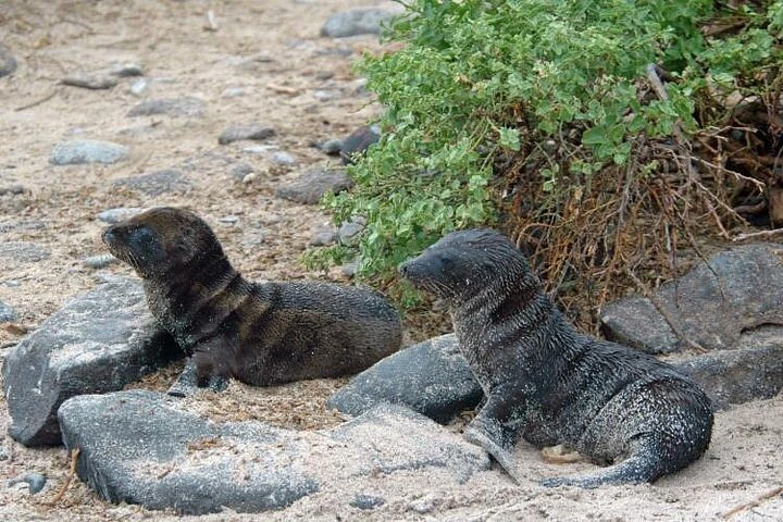 Galápagos: 4 días explorando la isla de San Cristóbal - imagen #15