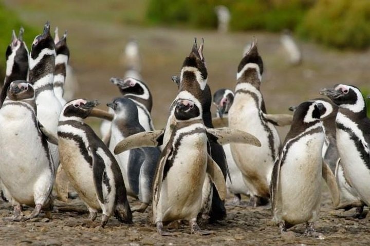 4-Day Tour to Puerto Madryn by Air from Buenos Aires - imagen #6