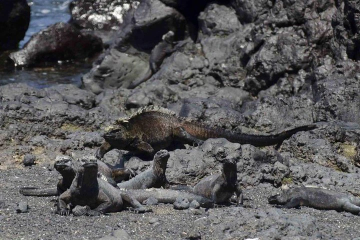 Galápagos: recorrido de 9 días por Santa Cruz, Isabela y San Cristóbal - imagen #5