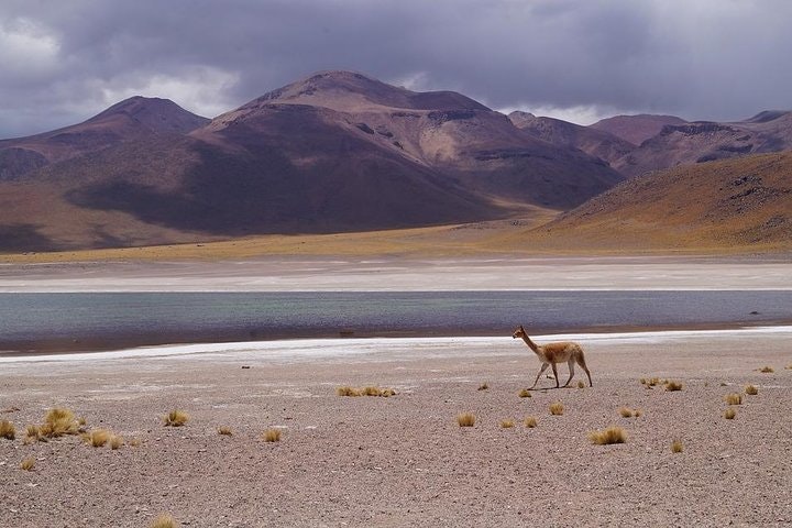 Laguna del Toro and Flamingo-Watching 4WD Tour from Salta - imagen #7