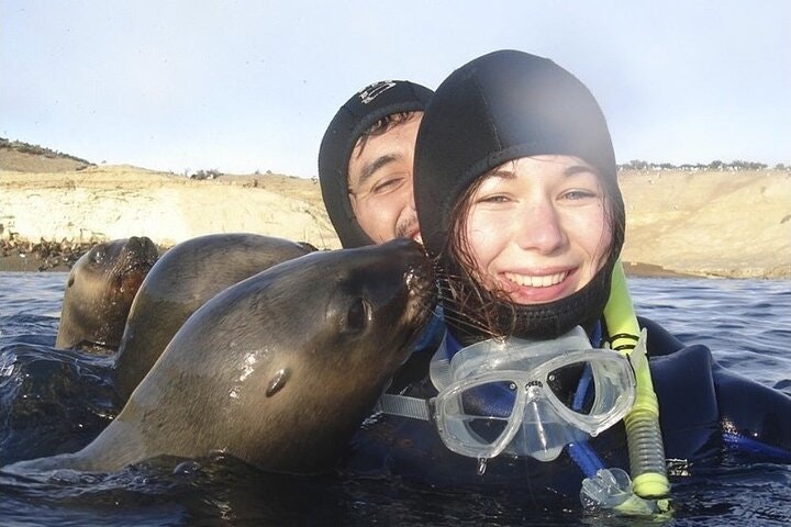 Snorkeling with Sea Lions in Puerto Madryn - imagen #9