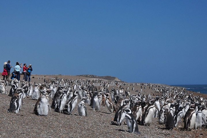 Estancia San Lorenzo: Home to the Largest Penguin Colony - imagen #3