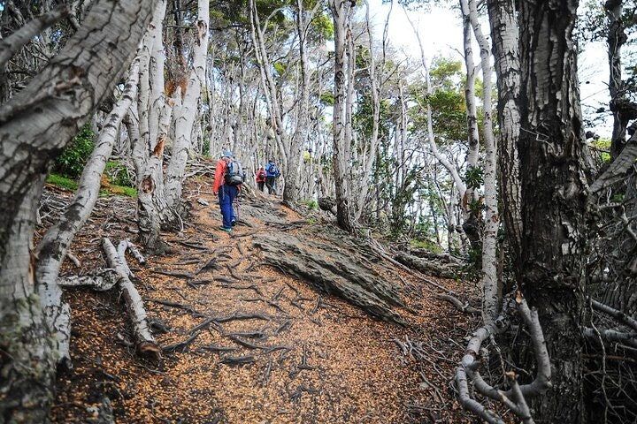 Tierra del Fuego National Park Hike and Canoe Tour - imagen #12