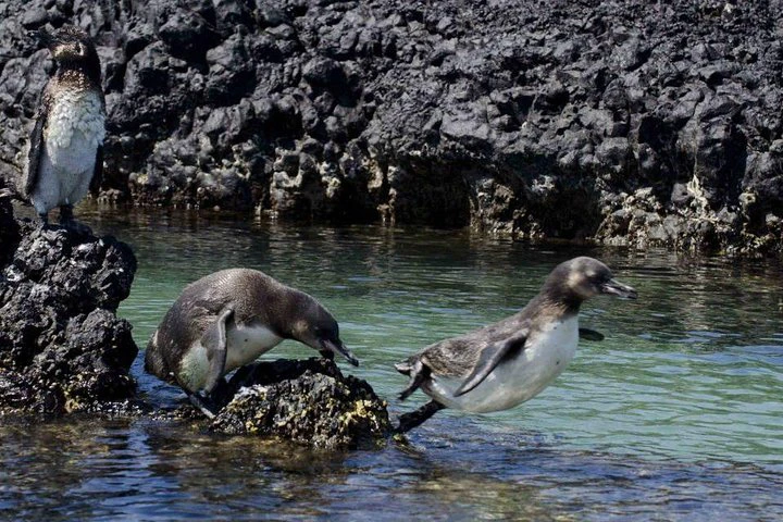 Excursión a la isla de Isabela: 3 días y 2 noches - imagen #8