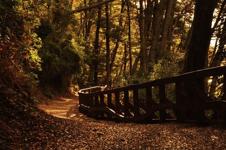 Nahuel Huapi Lake Cruise with Victoria Island and Arrayan Forest Walk - imagen #8