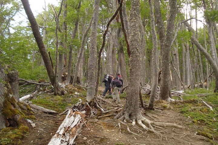 Turquoise Lagoon and Carbajal Hill Trekking from Ushuaia - imagen #5